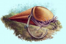 研究称远古灭绝的软舌螺实际是触手冠类生物