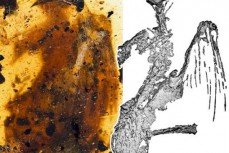 琥珀又立功：中外科学家发现一亿年前最完整古鸟，蜂鸟大小