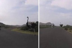 非洲一鸵鸟与自行车手公路赛跑走红网络