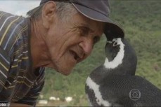 垂危企鹅获救后 每年游8000公里看望恩人