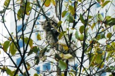 爱心·流浪猫被狗追情急爬树上 被卡住动弹不得