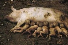 云南一母猪竟产下8名男婴