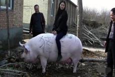 郑州1500斤“猪王”美女当牛骑