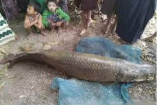 缅甸寺庙内现2米长寿鱼王 估值约百万元