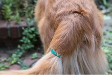 可监测小狗心情的“尾环”问世 降低沟通难度