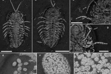 科学家发现5.2亿年前三叶虫头部长生殖器官