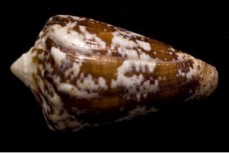 最新研究发现海螺毒液可起到独特镇痛效果