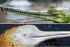 超75种现存鳄鱼和齿鲸头骨鼻子形状相似