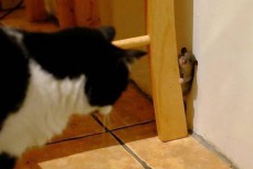 现实版“猫和老鼠”：狡猾老鼠戏弄猫咪后逃跑