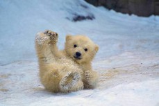 萌到爆炸的北极熊宝宝照片