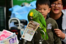郑州一岁鹦鹉是“财迷” 能辨别纸币