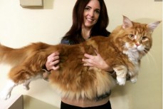 1米多长：这可能是世界最大猫