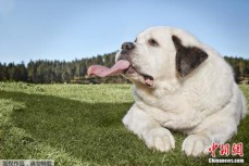全球最长舌狗：狗狗舌头长18厘米 创吉尼斯纪录