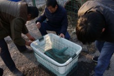 农民自家池塘捞出50斤“太岁” 专家估价超100万