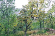 汝州市林业局发现一株二级保护古树“榅桲”