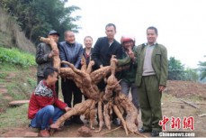四川村民挖出一株野生“葛王” 重达170余斤